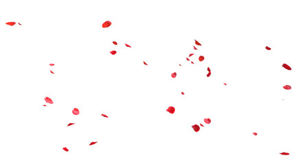 Fototapeta na wymiar Red rose petals Blowing in the wind on a white background.