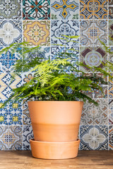 Houseplant in terracotta flowerpot on wooden kitchencounter with colorful tiles in background
