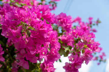 Fototapeta premium Pink bougainvillea flowers on a clear day