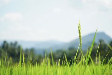 Grass flowers In the green rice fields, jungle rice, rice Weeds, Nature Background, In the morning