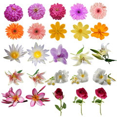 Big collection of flowers of various types and colors Isolated on white background.