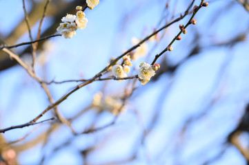 余寒見舞いにも 白い梅の花
