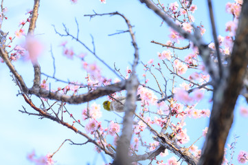 余寒見舞いにも ピンクの梅の花