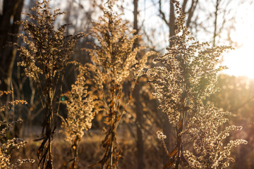 Dry grass in the field against a sunrise