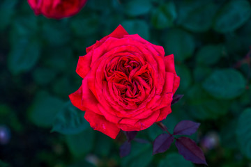 red rose in garden