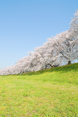 桜