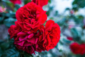 red rose in garden
