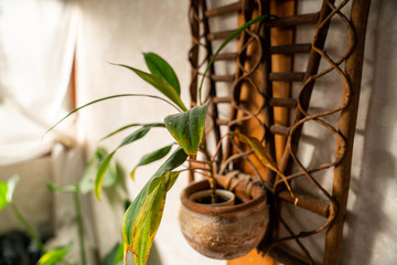 green plant in a pot