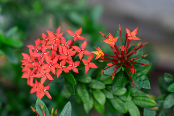 Chinese red ixora cut against green leaves In the tropical winter