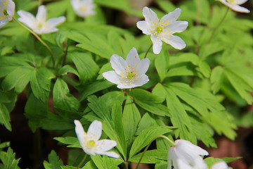 white snowdrops with green branches in spring