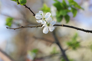 cherry tree blossom