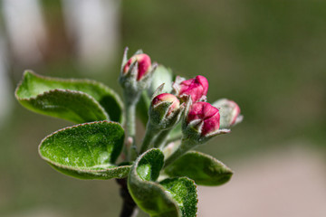 flower in the garden