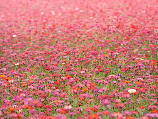 Zinnia pink, red, yellow, oranger colourful flower in blossom garden. Weather is refreshing in the summer morning.