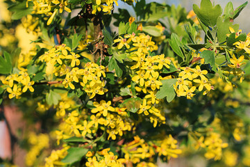 Bush of yellow blooming flowers in the garden