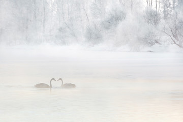 Two swans on a lake on a foggy morning. Beauty of nature. Snow covered landscape.