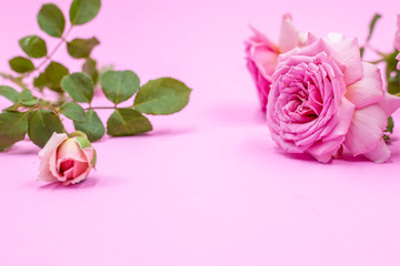 Pink roses are on pink background