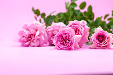 Pink roses are on pink background