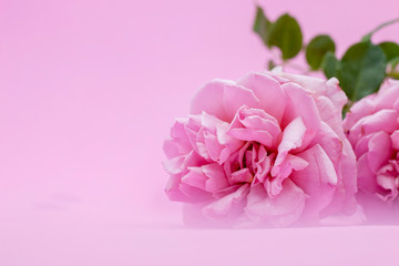 Fototapeta premium Pink rose is on pink background