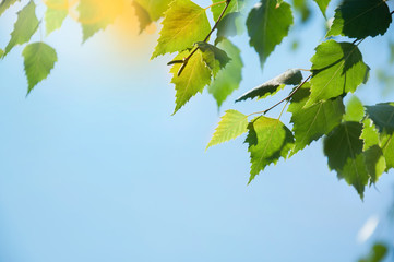 Green foliage in a spring park. Birch branches with leaves and catkins against the sky. Green summer leaf background with sky. Selective focus. Space for text.