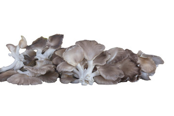 mushroom on white background