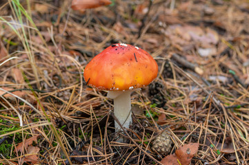 Young lonely amanita muscaria (fly agaric) in an autumnal pine forest