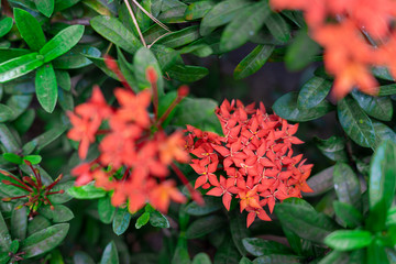Chinese red ixora cut against green leaves In the tropical winter
