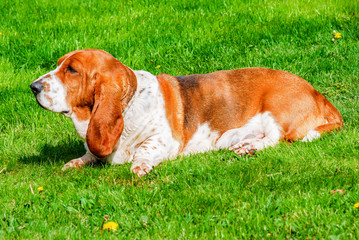 Dog, adorable female healty basset hound tricolor with brown, dark and white  on green grass filed...