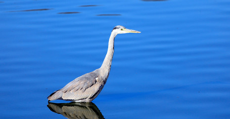 サギ　鷺　アオサギ　あおさぎ　野鳥　鳥