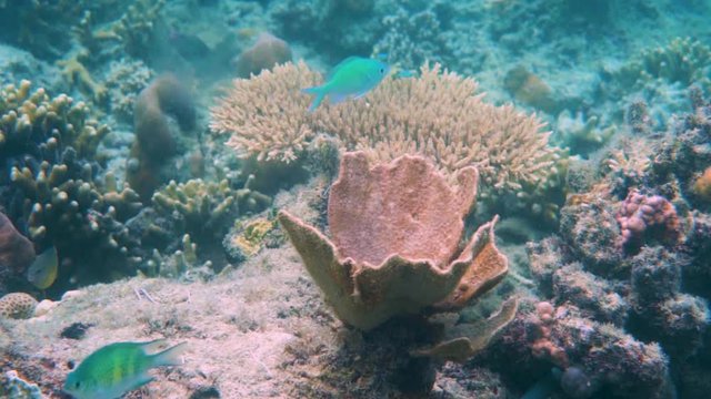 Wundersch&ouml;ne Korallenwelt: Farben, Formen, Fische