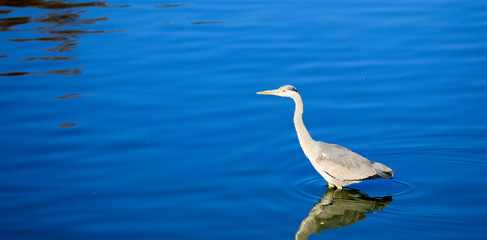 サギ　鷺　アオサギ　あおさぎ　野鳥　鳥