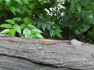 Eravan waterfall in Thailand, Suoutheast Asia