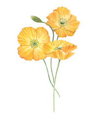 Beautiful bouquet composition with watercolor yellow poppy flowers. Stock illustration.