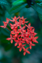 Chinese red ixora cut against green leaves In the tropical winter