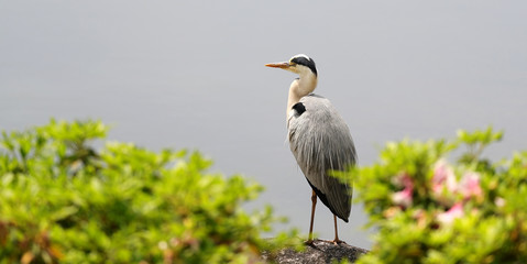 サギ　鷺　アオサギ　あおさぎ　野鳥　鳥