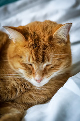 chat roux et blanc allongé sur un lit