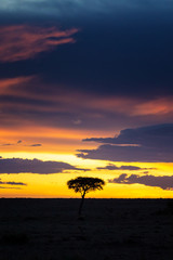 Sunset in the Masai Mara with acacia tree silhouette vertical