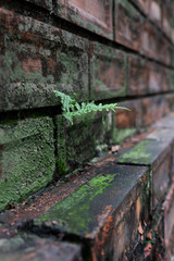 The nature of the fern on the brick wall