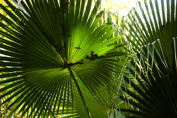 Fototapeta premium Leaves of livistona chinensis is a species of subtropical palm tree