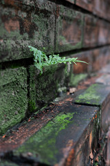 The nature of the fern on the brick wall