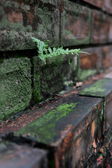 The nature of the fern on the brick wall
