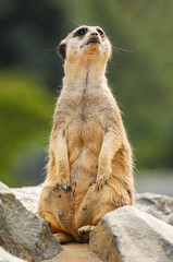 A female meerkat standing on a stone and watching the surroundings.