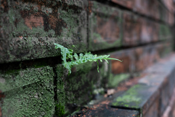 The nature of the fern on the brick wall
