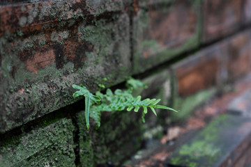 The nature of the fern on the brick wall