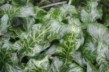 Gigaro plant with green variegated leaves in the garden. Arum italicum wild plant on winter season 