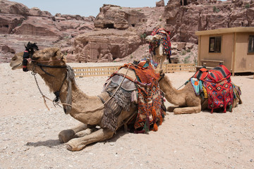 Resting camels in Petra, Jordan
