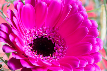 Red Gerbera flower blossom on blue background
