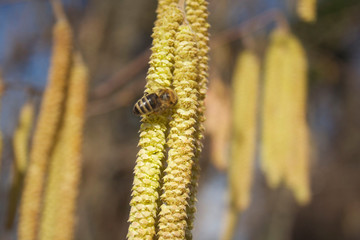 Honey bee on a Yellow male flowers of a common hazel tree. Apis mellifera on Corylus avellana tree in bloom