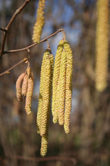 Yellow male flowers of a common hazel tree against blue sky on a sunny day. Corylus avellana tree in bloom