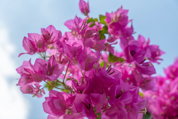 Obraz na płótnie Canvas Pink bougainvillea flowers on a clear day