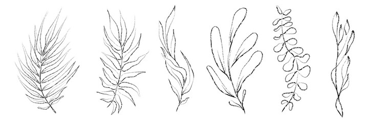 Vector set of hand drawn plants. Botanical sketched 